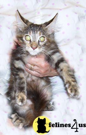 Maine Coon Kittens