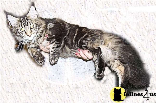 Maine Coon Kittens
