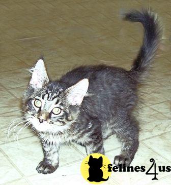 Maine Coon Kittens