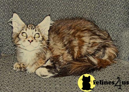 Maine Coon Kittens