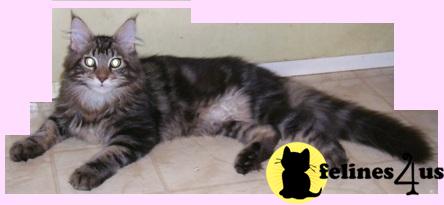 COONPALS MAINE COONS FL
