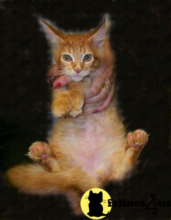 Maine Coon Kittens