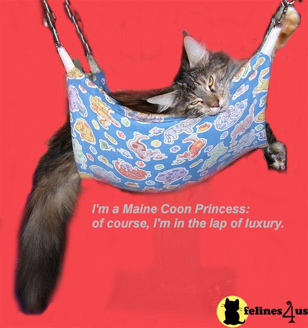 Maine Coon Kittens