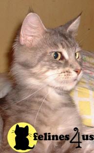 Cats for Sale