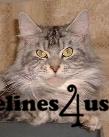 Cats for Sale