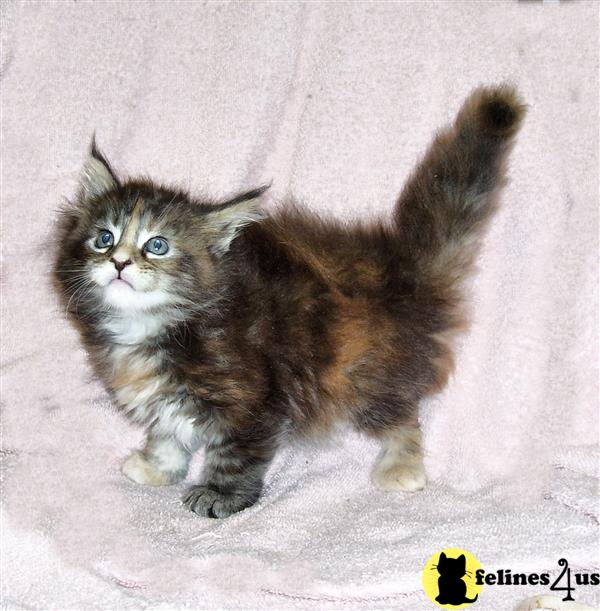 Maine Coon Kitten for Sale in