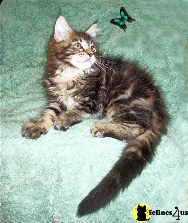 FL USA, Maine Coon Kittens