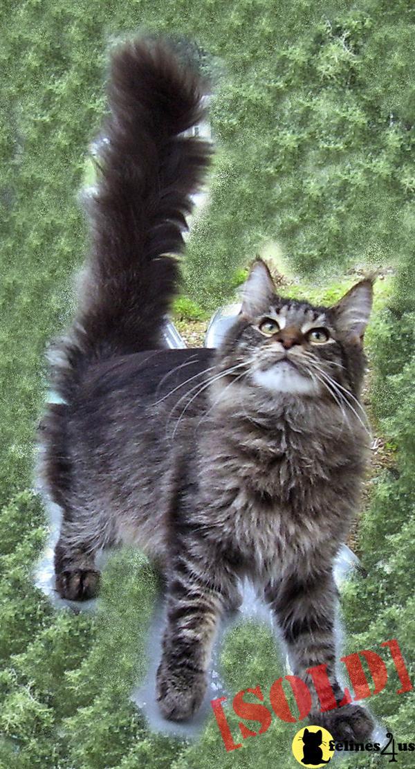 COONPALS MAINE COON BROWN MACKEREL TABBY KITTEN FOR CHRISTMAS