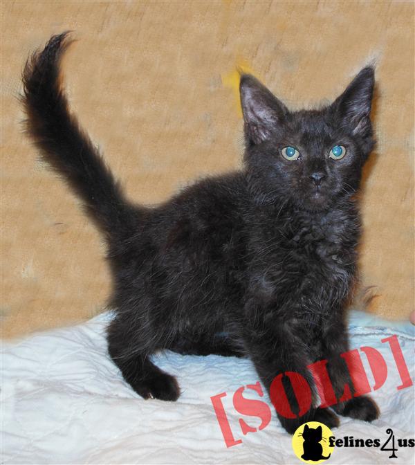 COONPALS MAINE COONS FL