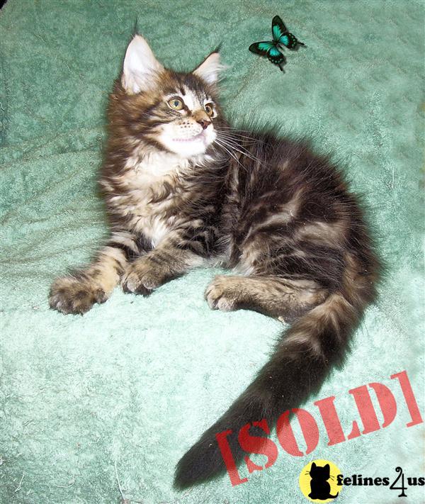 COONPALS MAINE COONS FL