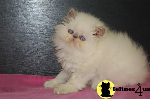 Himalayan Kittens