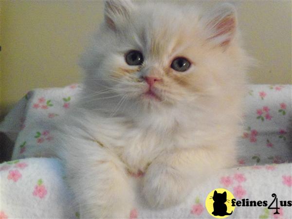 Kittens for Sale