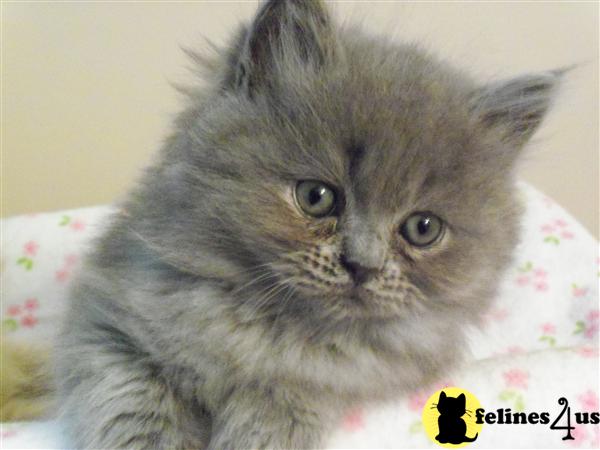 Kittens for Sale