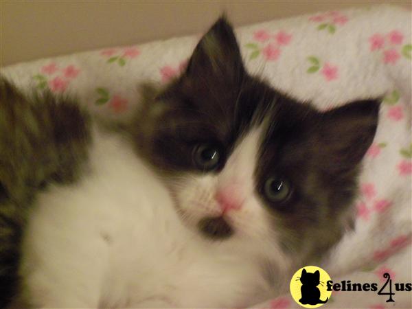 Kittens for Sale
