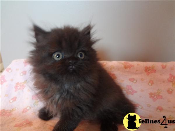 Persian Kittens