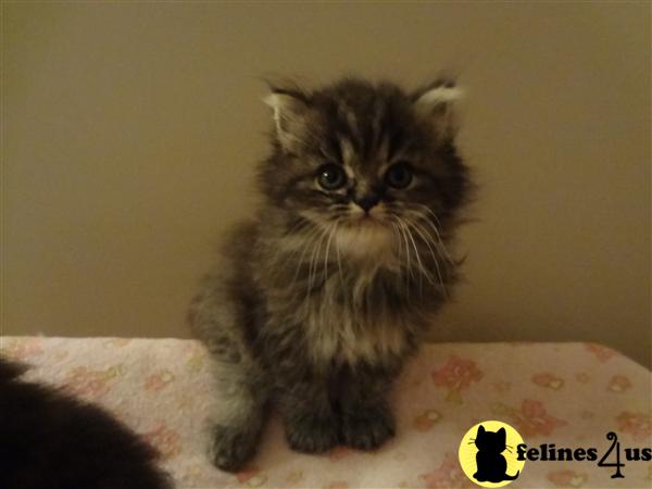 Persian Kittens