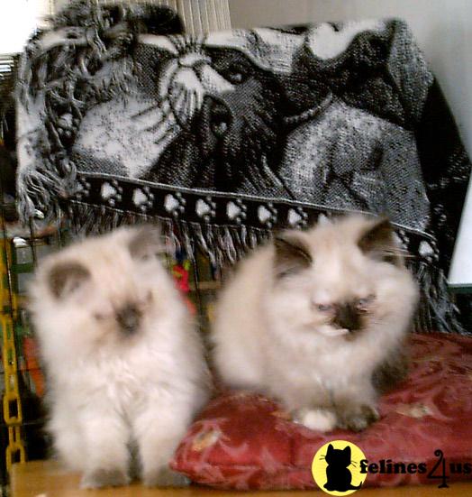 NCFA HIMALAYAN CATS AND KITTENS 