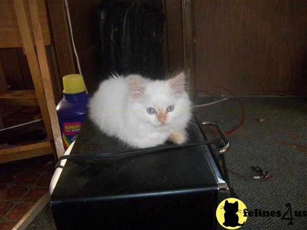 Himalayan Kittens in Michigan