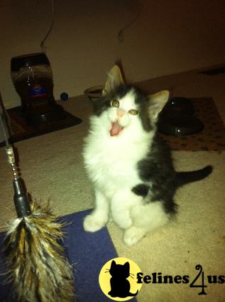 Kittens for Sale in Maryland