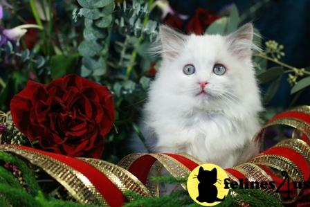 Kittens for Sale in Texas