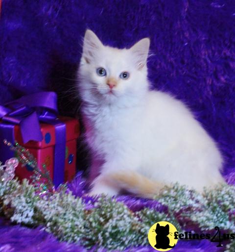 Chocolotta Ragdoll Prince Harry Red Mitted Male Ready for Xmas