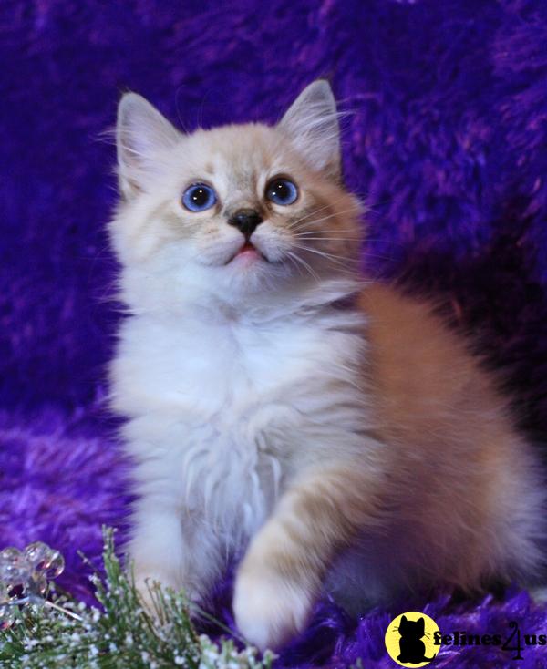 Kittens for Sale in Texas