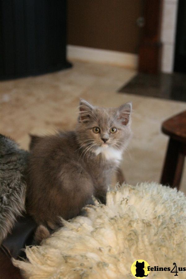 Kittens for Sale in Texas