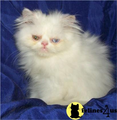 Kittens for Sale in Texas