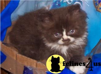 Kittens for Sale in Texas