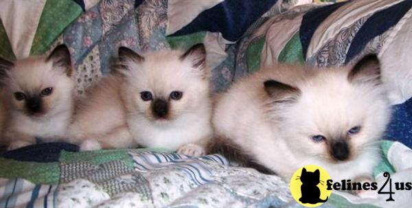 Kittens for Sale in Virginia