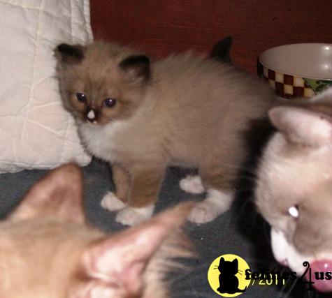 Kittens for Sale in Virginia
