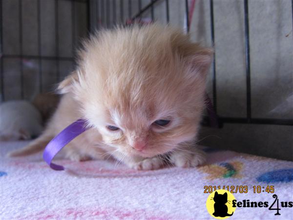 Kittens for Sale in Massachusetts