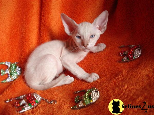  PETERBALD KITTEN - Russian Sphynx EXTREMELY RARE TICA Register  