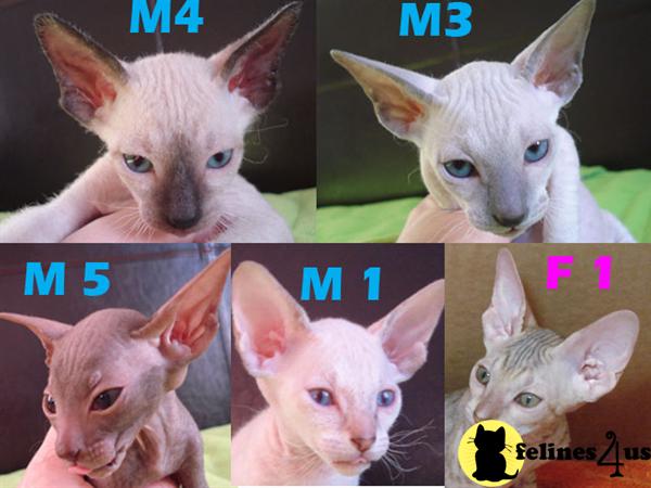 Kittens for Sale in New York