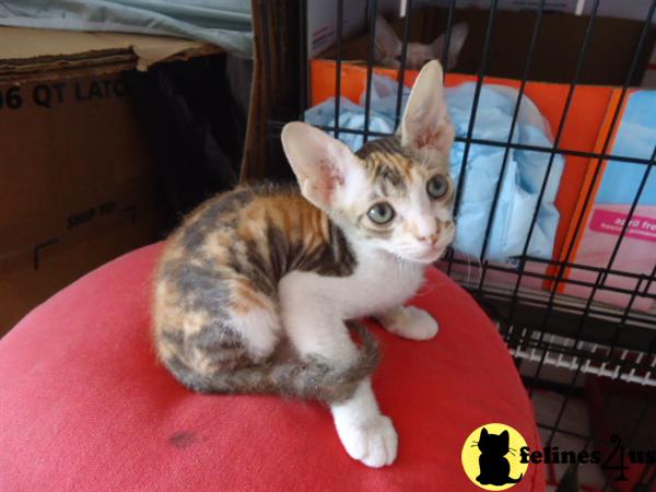 SPHYNX KITTENS  EXTREMELY RARE VELOUR COATED TICA Register  