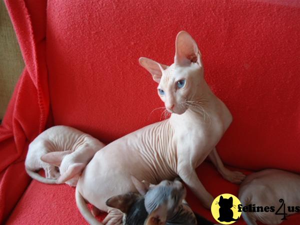 Cats for Sale