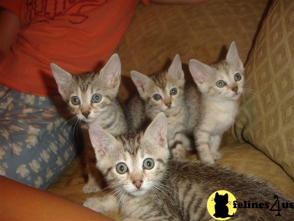 Egyptian Mau Kittens