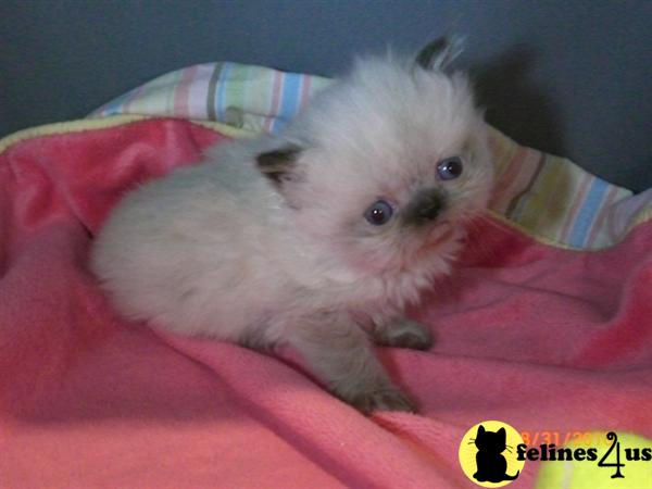 Persian Kittens