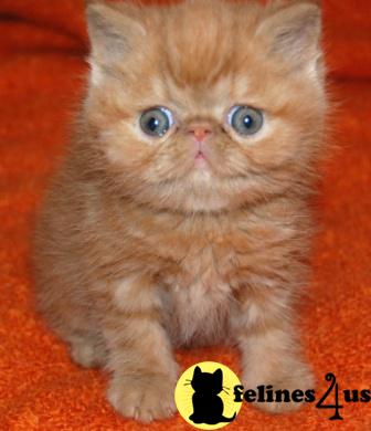 Free Kittens