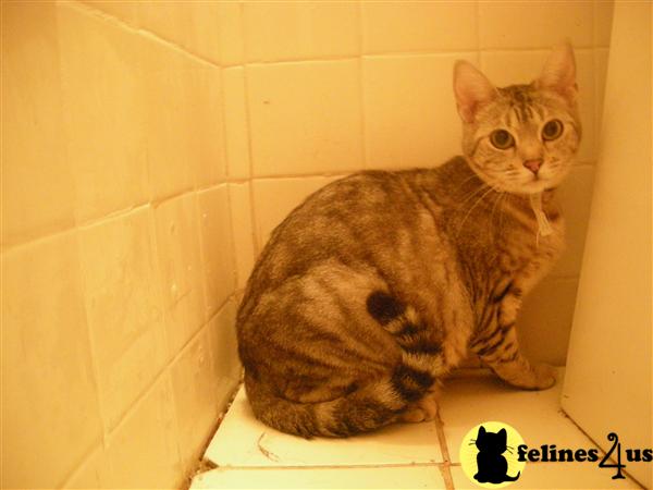 Cats for Sale