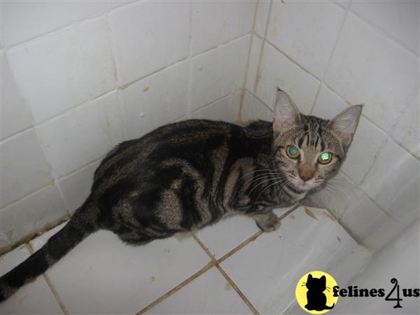 Cats for Sale