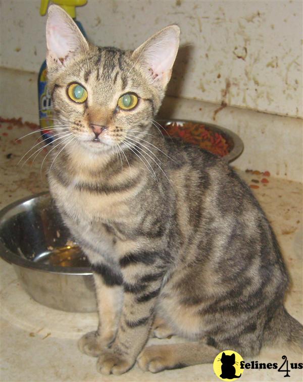 Cats for Sale