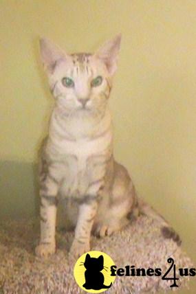Bengal Kittens in Indiana