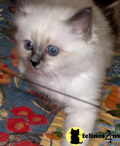 Blue Point Birman Kitten girl born Jan 6 2009