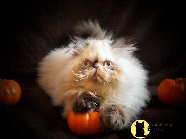 Himalayan Kittens in Florida