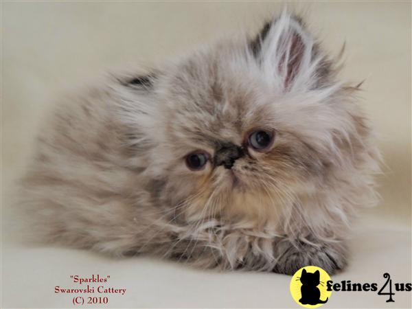 Himalayan Kittens in Florida