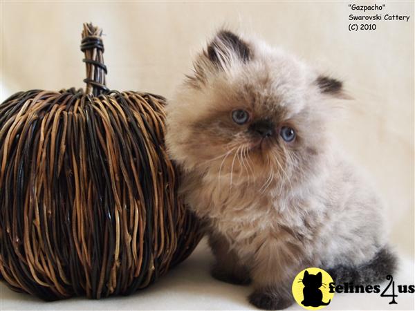 Himalayan Kittens in Florida