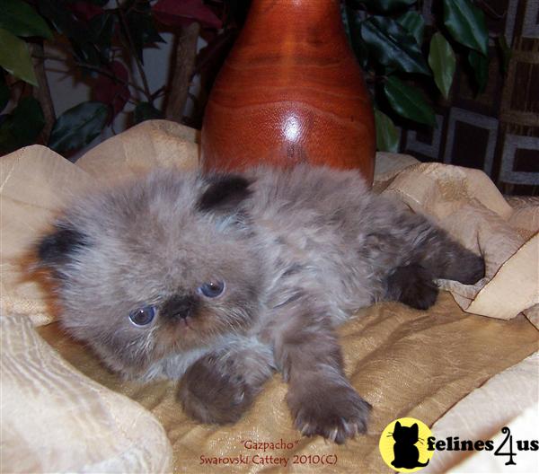 Kittens for Sale