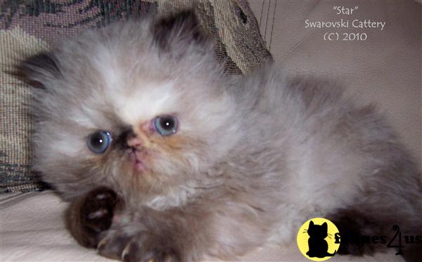 Kittens for Sale
