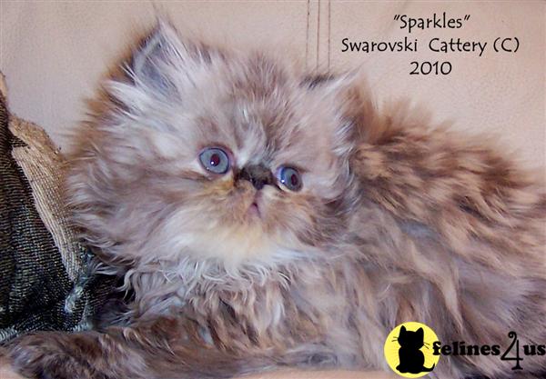 Kittens for Sale